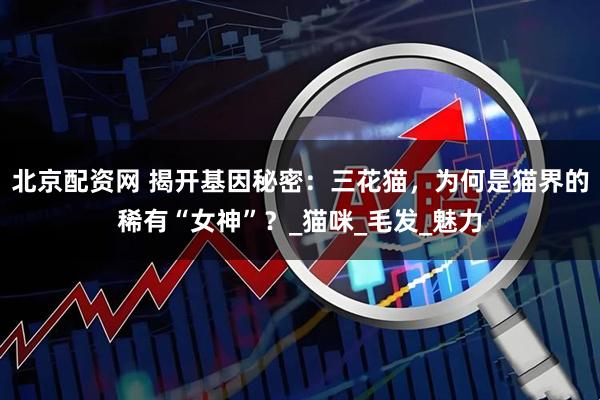 北京配资网 揭开基因秘密：三花猫，为何是猫界的稀有“女神”？_猫咪_毛发_魅力